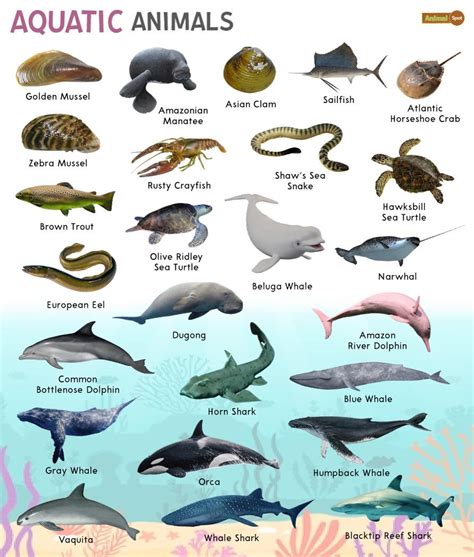 Marine Life Image 1